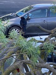 Turdus merula cabrerae