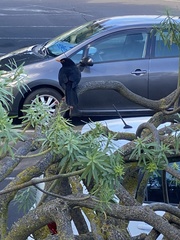 Turdus merula cabrerae