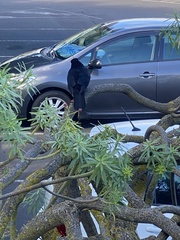 Turdus merula cabrerae