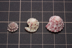 Trochus calcaratus