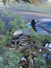 Turdus merula cabrerae