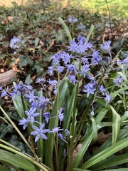 Scilla bithynica
