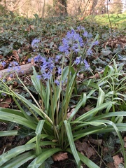 Scilla bithynica