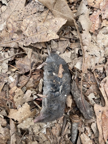 North American Least Shrew