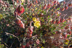 Helianthemum canariense