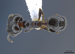 Pheidole ceres