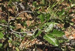 Nothofagus obliqua