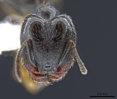 Pheidole ceres