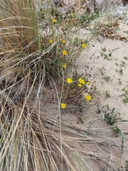 Achillea maritima maritima