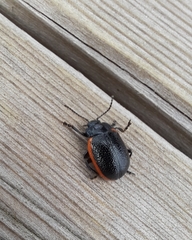 Chrysolina lucidicollis