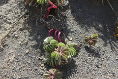 Oxalis adenophylla