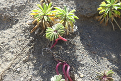 Oxalis adenophylla