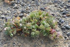 Oxalis adenophylla