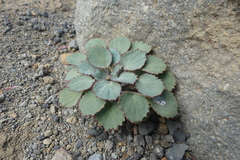 Pozoa