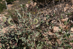 Helianthemum confertum