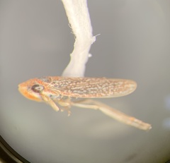 Graphocephala uhleri