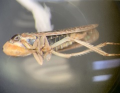 Graphocephala uhleri