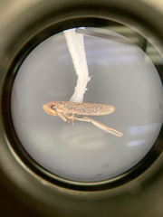 Graphocephala uhleri