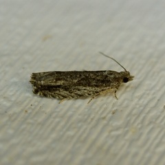 Gretchena delicatana