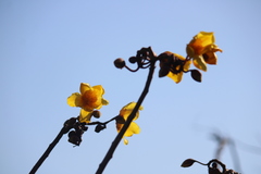Cochlospermum vitifolium