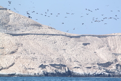 Leucocarbo bougainvillii