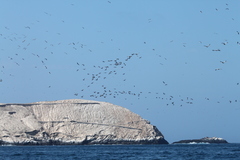 Leucocarbo bougainvillii
