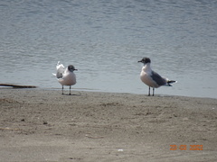 Leucophaeus pipixcan