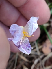 Crocus carpetanus