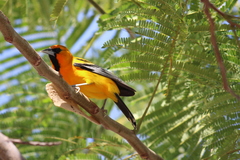 Icterus pustulatus graysonii