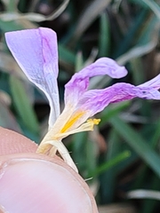 Crocus carpetanus