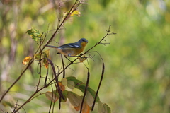 Setophaga pitiayumi insularis