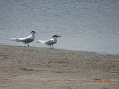 Thalasseus sandvicensis