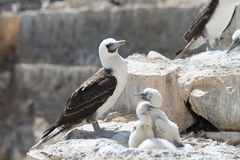 Peruvian Booby photo 4