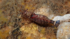 Eualus pusiolus