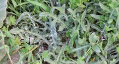 Centaurea × pouzinii