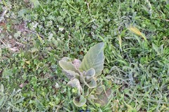 Centaurea × pouzinii