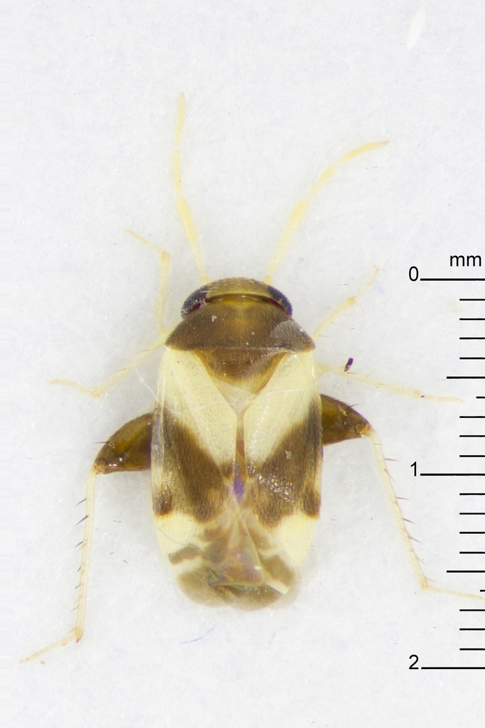 Decomioides