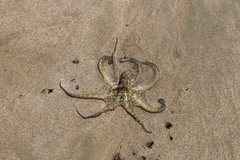 Octopodiformes