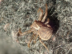 Xysticus ulmi