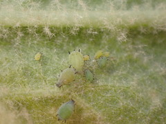 Aphis verbasci