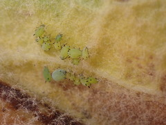 Aphis verbasci
