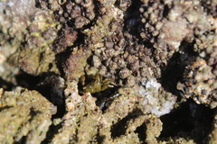 Pachygrapsus socius