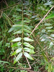 Agathis dammara