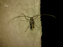 Macropophora accentifer