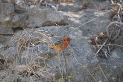 Piranga bidentata flammea