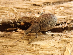 Otiorhynchus tristis