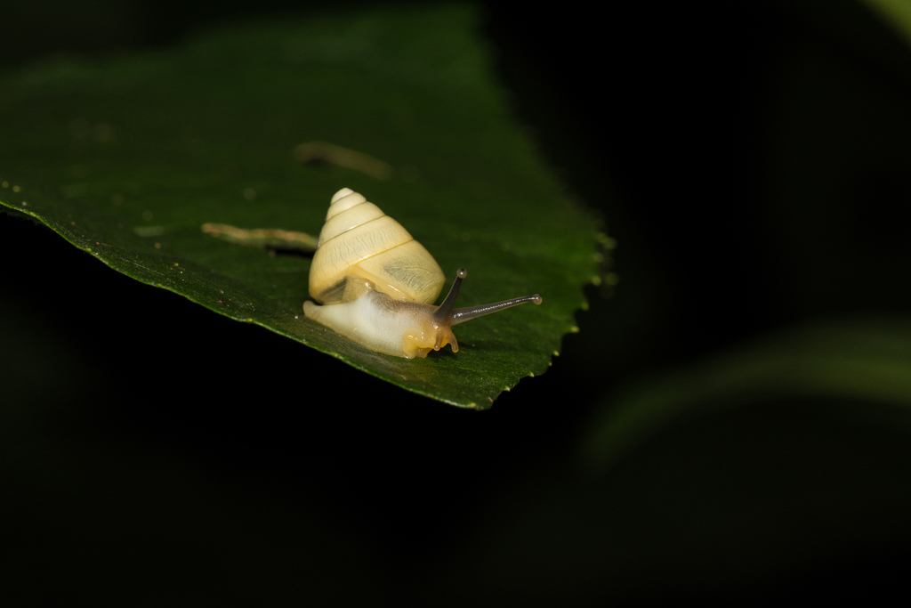 Satsuma viridibasis