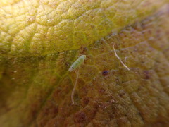 Micantulina stigmatipennis