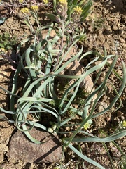 Allium anceps