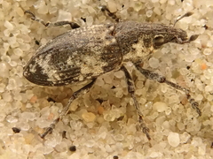Bothynoderes affinis
